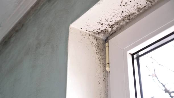 Best Basement Mold Removal  in Hanover, PA