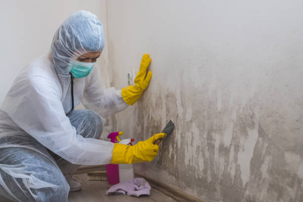 Best Post-Construction Mold Inspection  in Hanover, PA