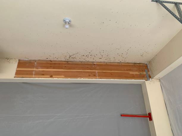 Best Mold Damage Restoration  in Hanover, PA