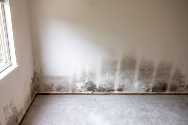 Best Crawl Space Mold Remediation  in Hanover, PA