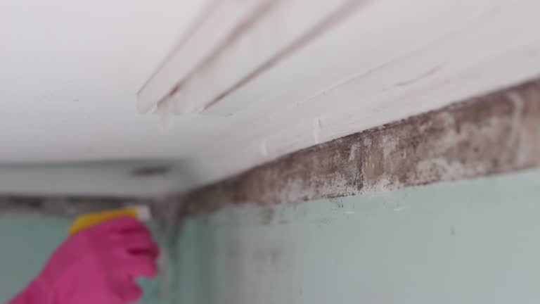 Best Emergency Mold Remediation  in Hanover, PA